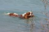 CAVALIER KING CHARLES 628
